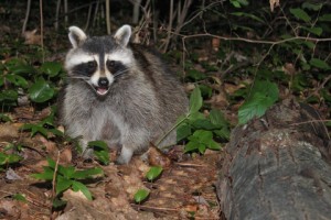 Signs of Raccoon Damage - Control Tips Halton Wildlife