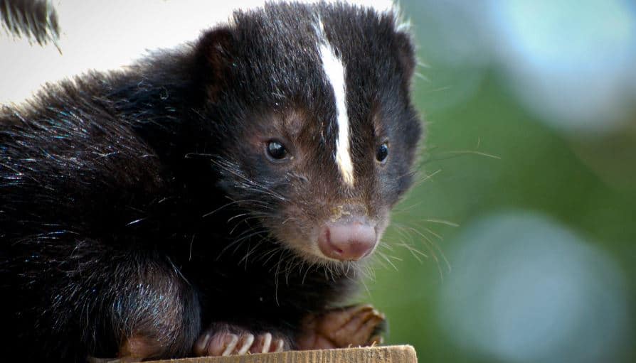How to Get Rid of Skunks Living Under Your Deck or Shed