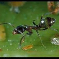 Argentine Ant Pest
