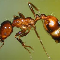 Fire Ant Pest