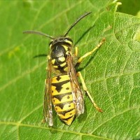 German Yellow Jacket Wasp Pest