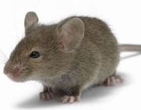House Mice Pest