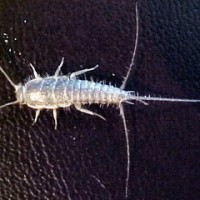 Silverfish Insect Pest