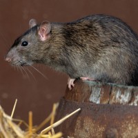 Norway Rat Pest