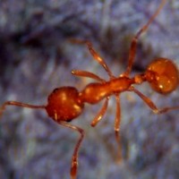 Pharhao Ant Pest