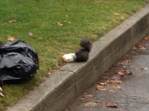 cant deny squirrels love peanut butter - pest control