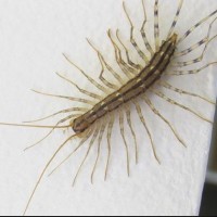 Centipedes Pest Control
