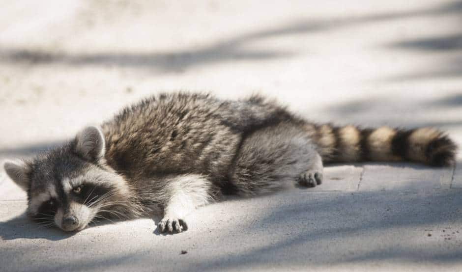 Raccoon Control Removal