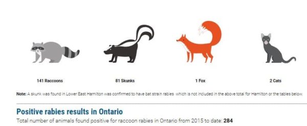 Animals with Rabies - Call Animal Control for Help