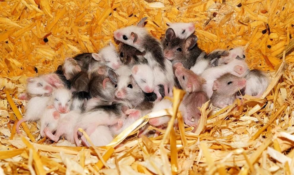 Mice in Your Attic? Sounds Rodents Make in your Home - Halton Wildlife  Services