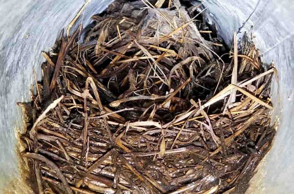202006 dryer wall vent bird nest HWmin Pest Control Services