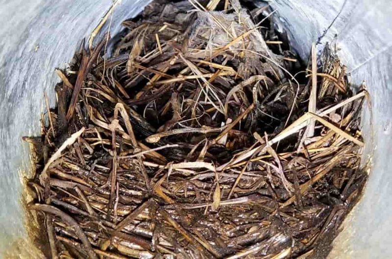 8 Ways to Deter Wasps From Nesting on Your Property