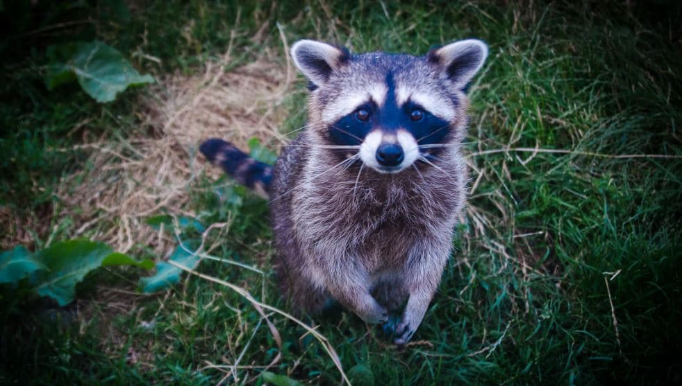 6 Ways to Deter Raccoons from Your Backyard - Halton Wildlife Services