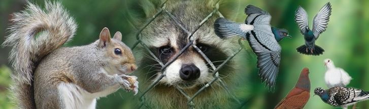 Raccoon Removal - Ehrlich Pest Control