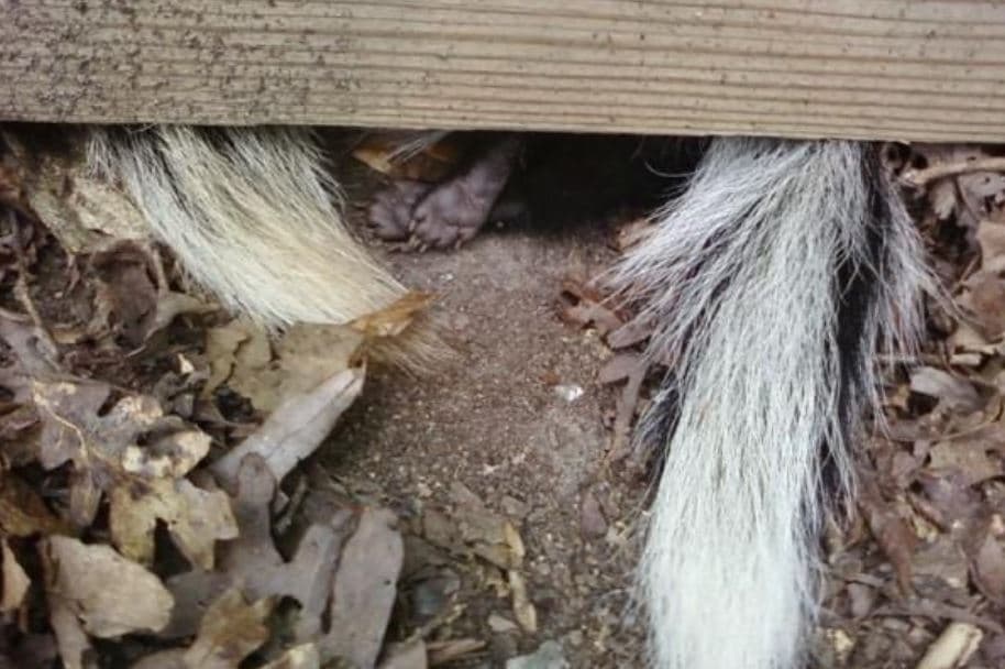 Which Animals Go Under My Shed and Why? - Halton Wildlife Services