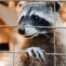 Prevent Animal Entry into Home - Raccoon