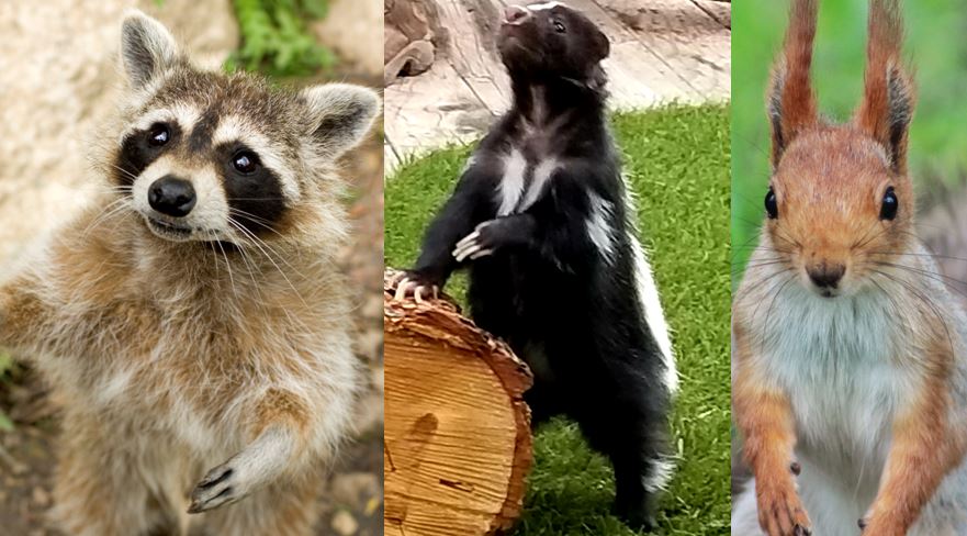 Top Wildlife Pests in Burlington Ontario Squirrel Raccoon Skunk