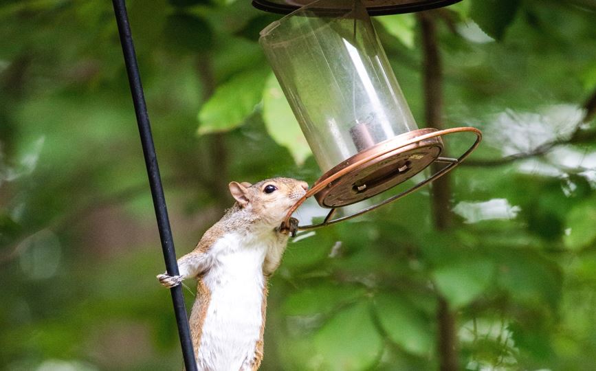 squirrel deterrent avoid bird feeders