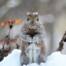 winter pests squirrel in looks to get in home