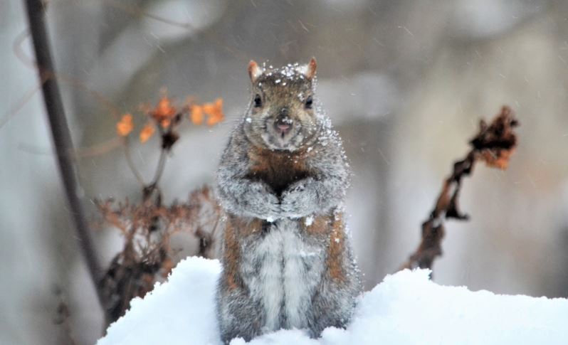 winter pests squirrel in looks to get in home